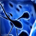 Spermiyogram & Kruger Testi 